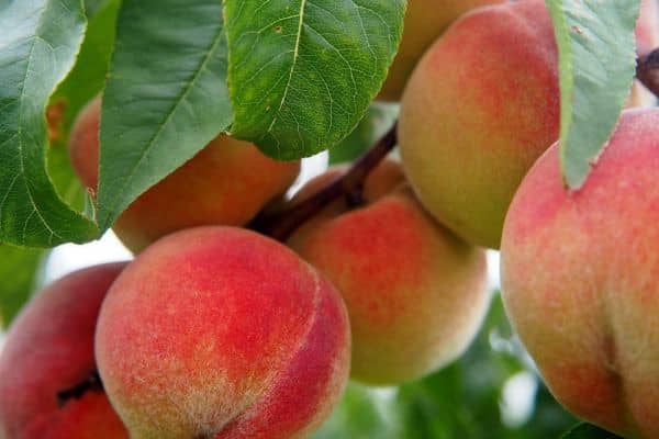 The Best 15 Fruit Trees To Plant This Spring - Therapy For Homes