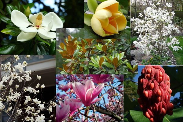 12 Popular Types of Magnolia Trees