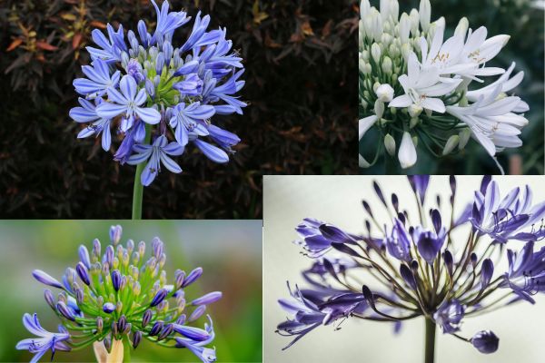 Agapanthus