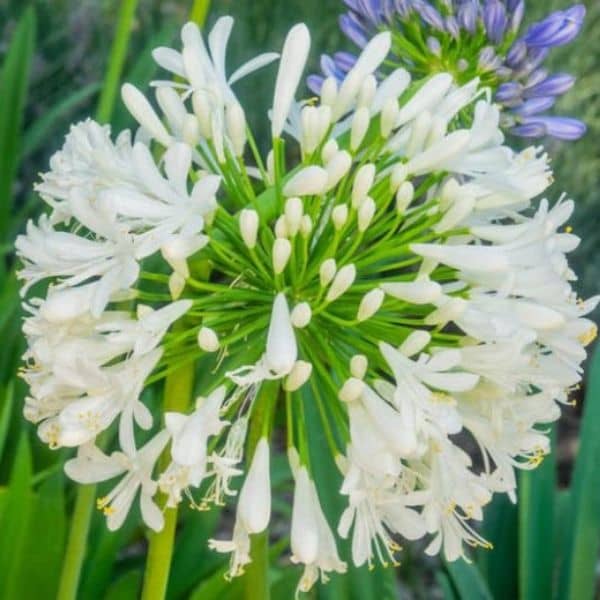 Agapanthus 'Albus'