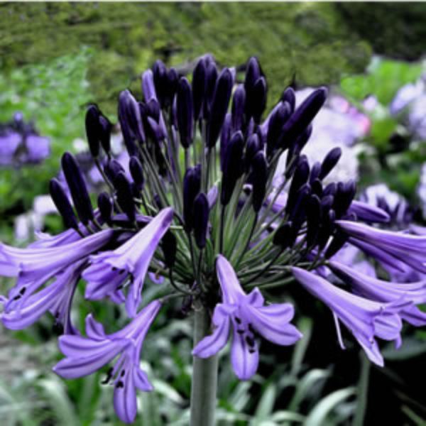 Agapanthus 'Black Pantha'