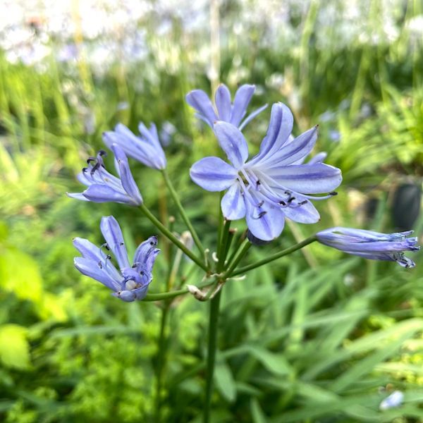 Agapanthus 'Blue Storm'