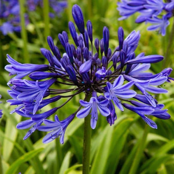 Agapanthus 'Midnight Star'