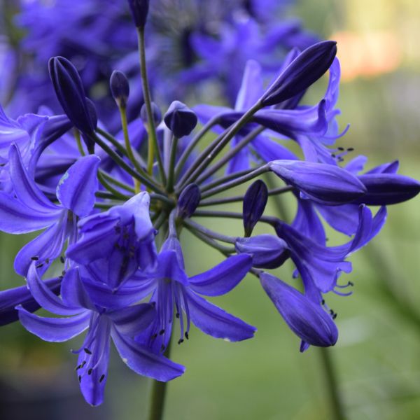 Agapanthus 'Northern Star'