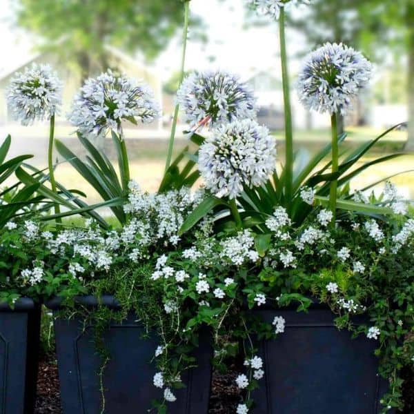 Agapanthus 'Queen Mum'