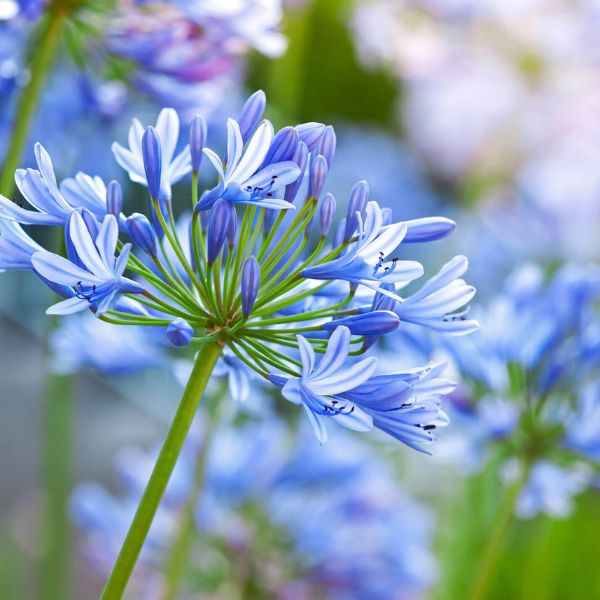 Agapanthus 'Tinkerbell'