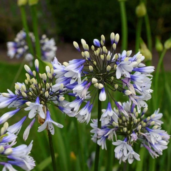 Agapanthus Twister