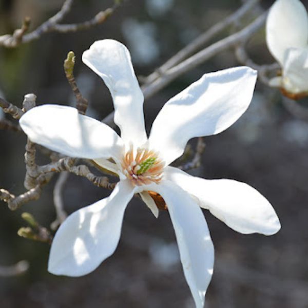 Anise Magnolia /Magnolia Salicifolia