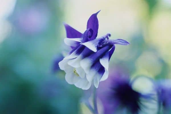 Aquilegia 'Adelaide Addison'