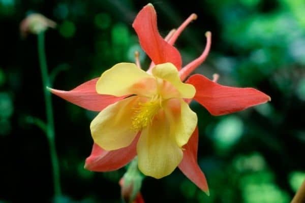 Aquilegia 'Mrs Scott-Elliot Hybrids'