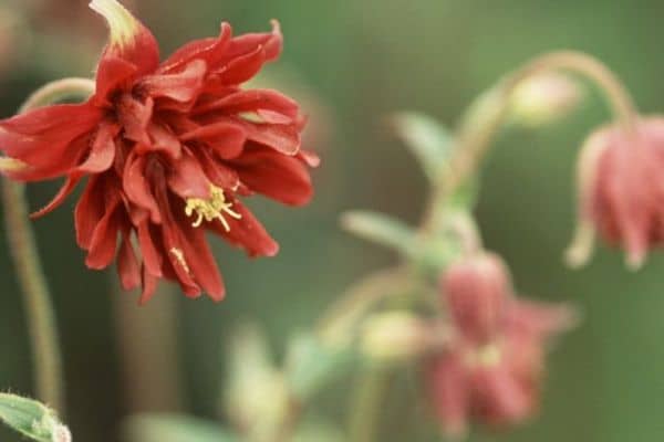 Aquilegia 'Roundway Chocolate'