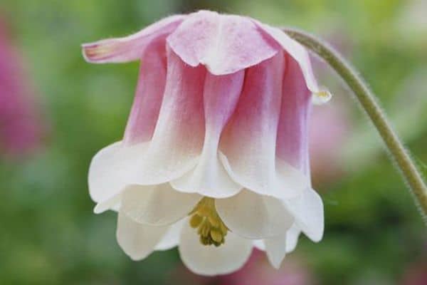 Aquilegia 'Strawberry Ice Cream'