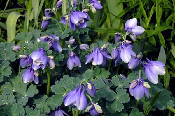 Aquilegia flabellata var. pumila