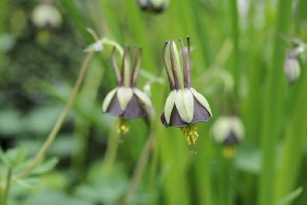 Aquilegia viridiflora 'Chocolate Soldier'