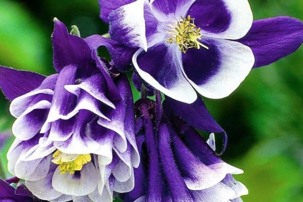 Aquilegia vulgaris 'Warwick'