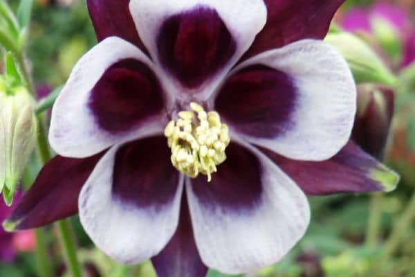 Aquilegia vulgaris 'William Guinness'