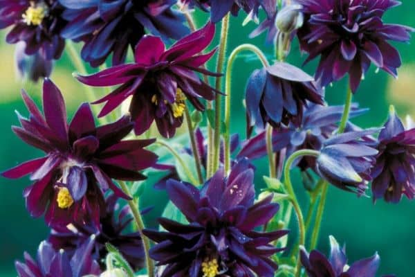 Aquilegia vulgaris var. stellata 'Black Barlow'