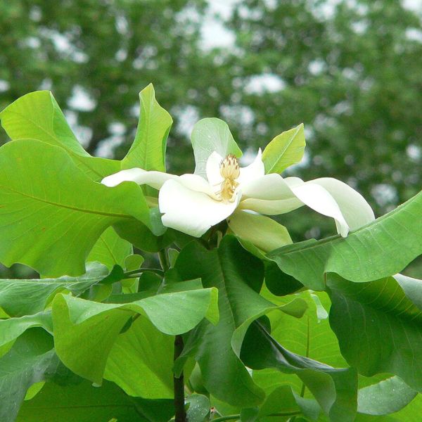 Ashe's Magnolia Magnolia ashei