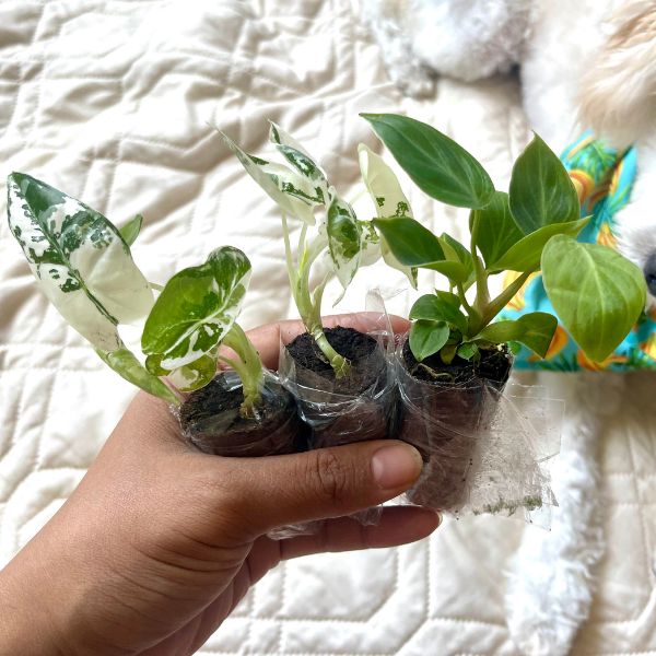 Buy Small or Starter Plants
