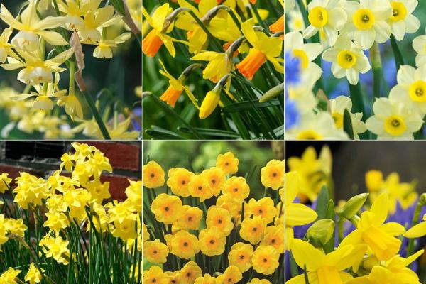 Daffodil Varieties