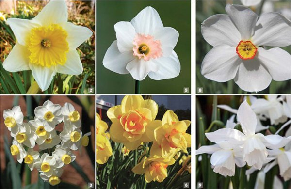 Daffodils come in various varieties, each with distinct features such as size, color, and shape