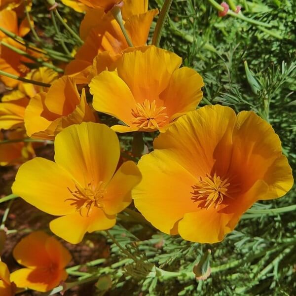 Golden West California Poppy