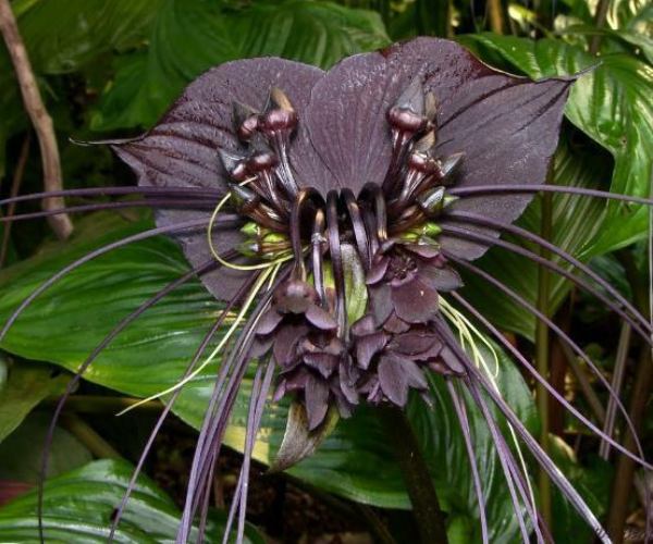 Halloween houseplants - Bat Flower