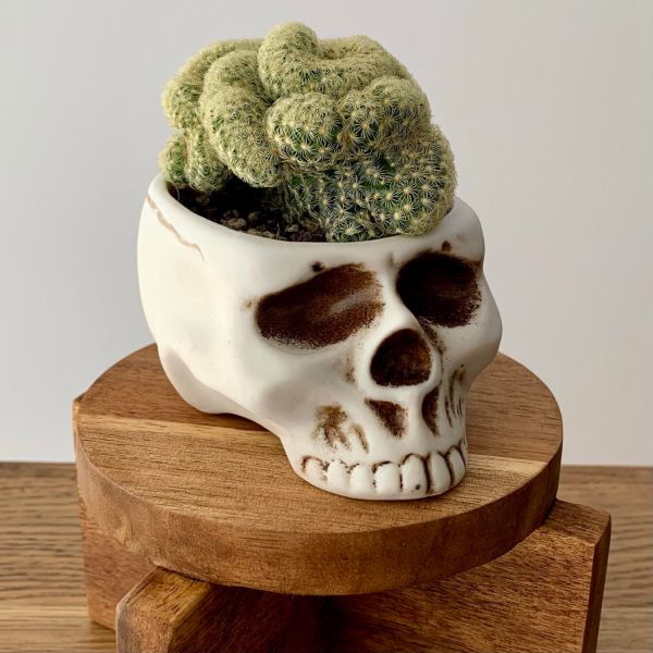 Halloween houseplants - Brain Cactus
