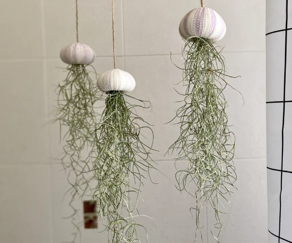 Halloween houseplants - Hanging Jellyfish