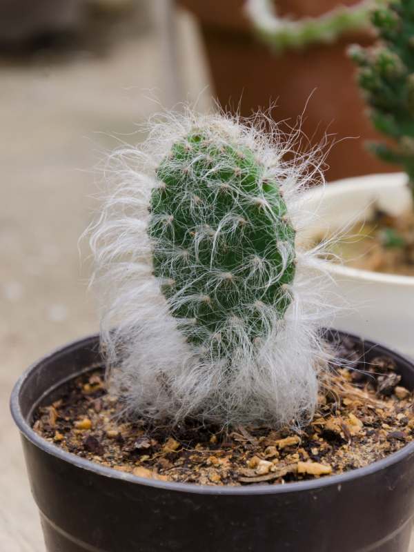Halloween houseplants - Old Man Cactus