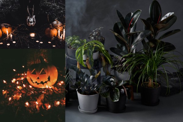 Halloween houseplants
