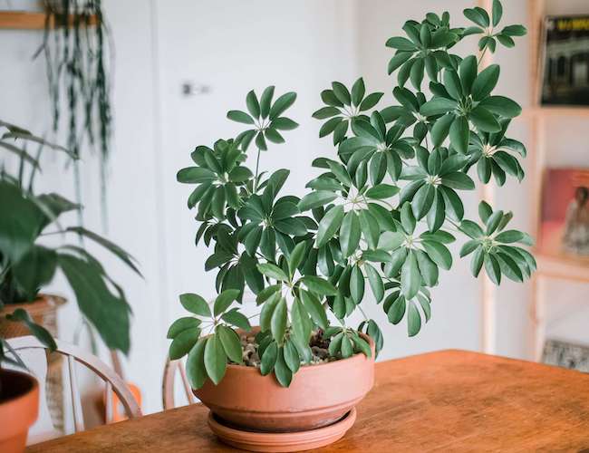 How to Grow and Care for Schefflera (Umbrella Plant)How to Grow and Care for Schefflera (Umbrella Plant)