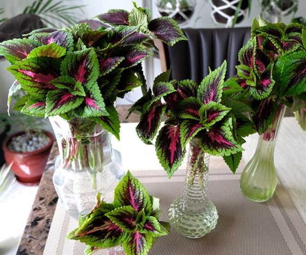 Hydroponically grown Coleus
