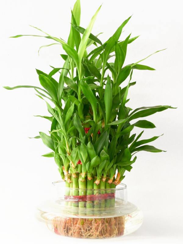 Hydroponically grown Lucky Bamboo