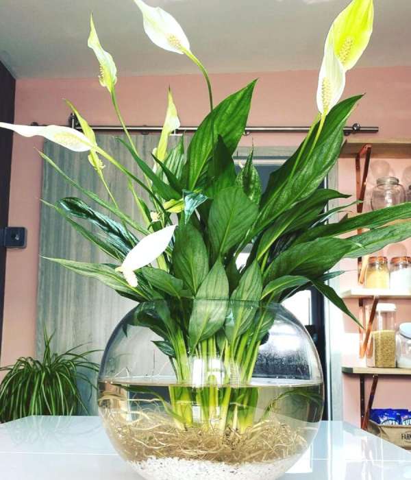 Hydroponically grown Peace Lily