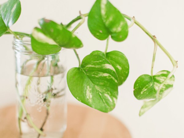 Hydroponically grown Pothos