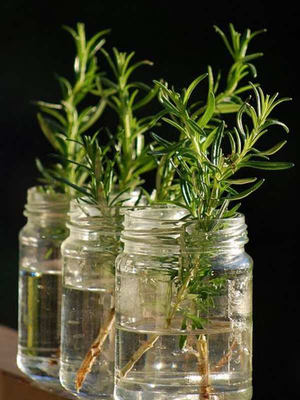 Hydroponically grown Rosemary