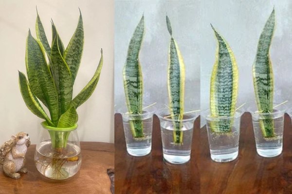 Hydroponically grown Snake Plant