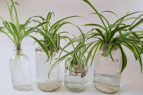 Hydroponically grown spider plant