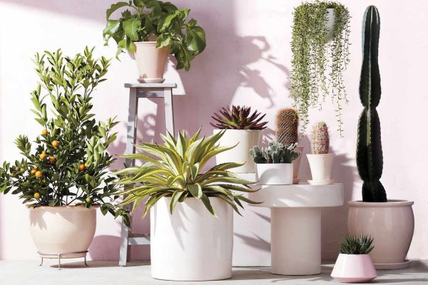 Introduction to Sustainable Indoor Plant Care- 11 Ways