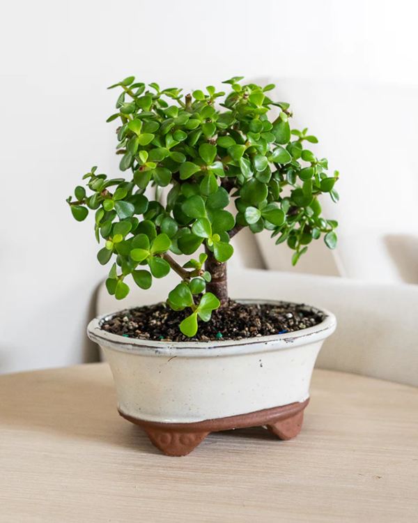Jade Plant Bonsai