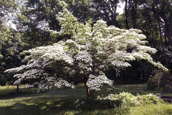 Kousa Dogwood