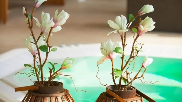 Magnolia in pot