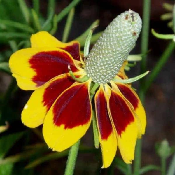 Mexican Hat Flowers