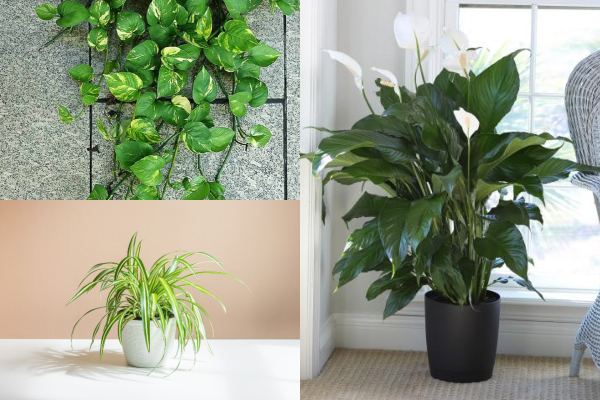 Money Plant, Spider Plant, and Peace Lilies