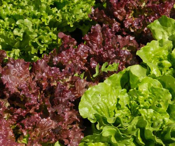 Nutrient-Rich Lettuce