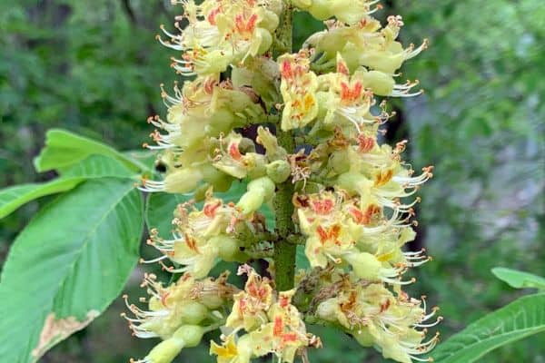 Ohio Buckeye