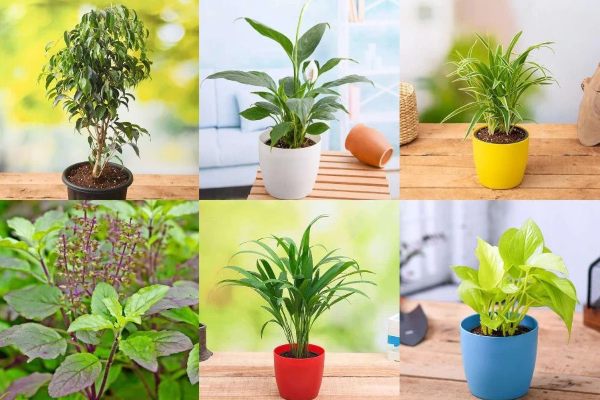 Oxygen-Producing Indoor Plants
