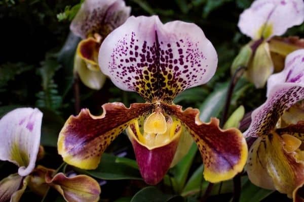 Paphiopedilums Orchids