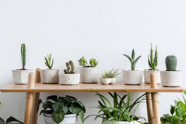 People are opting to keep indoor plants as a way to promote a healthier living environment